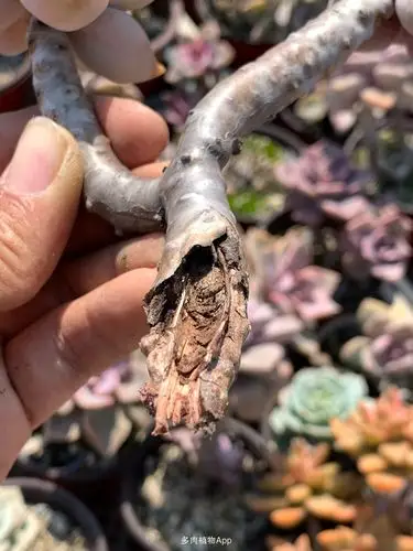 啥叫木质化老桩