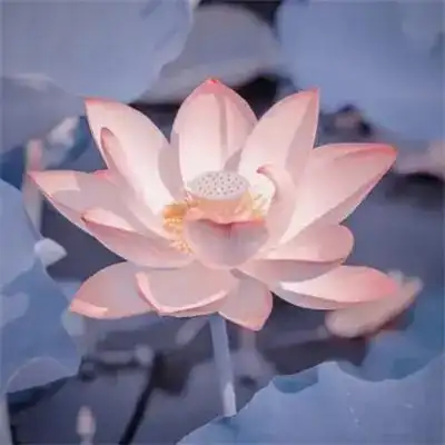 超火的荷花头像图片