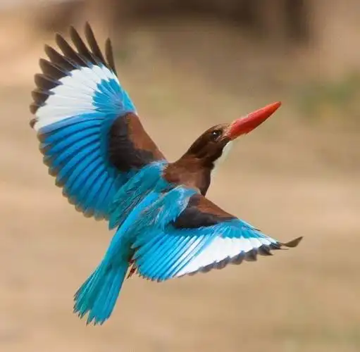 两件点翠凤冠要抓近万只翠鸟才能修复这样的非遗你敢要么