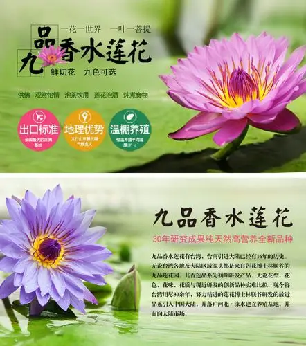 九品香水莲花 基地直销 台湾纯正品种 鲜切花 可泡茶 食用 礼佛