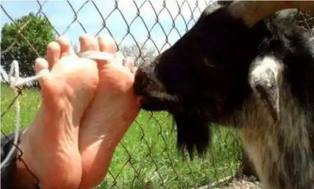 古人的酷刑用山羊的舌头执刑让人在笑中身亡