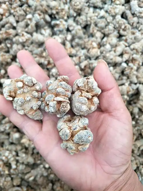 [文三七批发] 云南文山三七价格80元/斤 - 惠农网