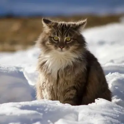 猫控专属高清头像 背景 猫咪