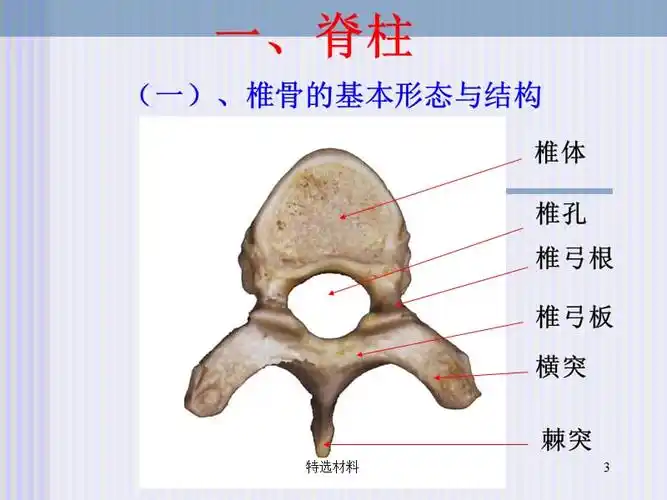 脊柱解剖图借鉴材料