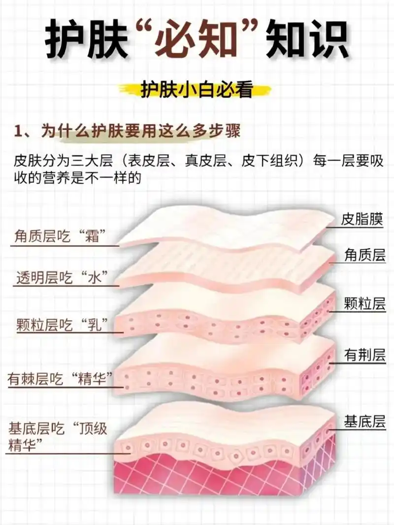 护肤必知知识.6张图了解皮肤结构,拒绝❌无效护肤❗️||护肤 -