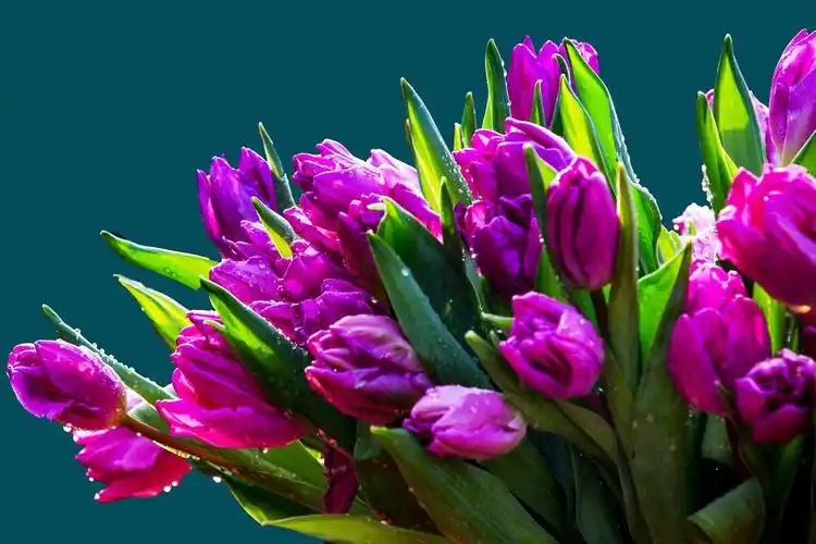 紫色郁金香代表着神秘的爱