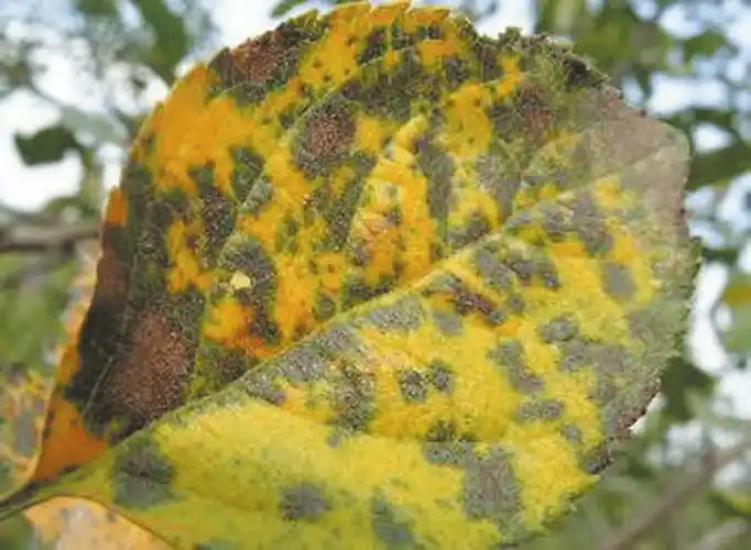 苹果褐斑病的发生与防治