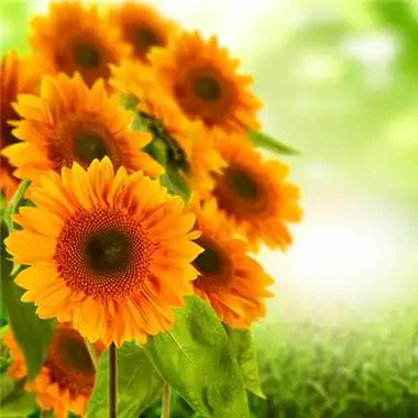 2023年抖音吉祥好运头像(共42张)