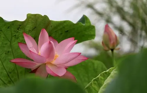 炎炎夏日.气温连续爬升.荷塘荷花悄悄绽放.找一处荷花盛开之地.