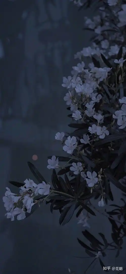 有什么清冷的全面屏壁纸吗