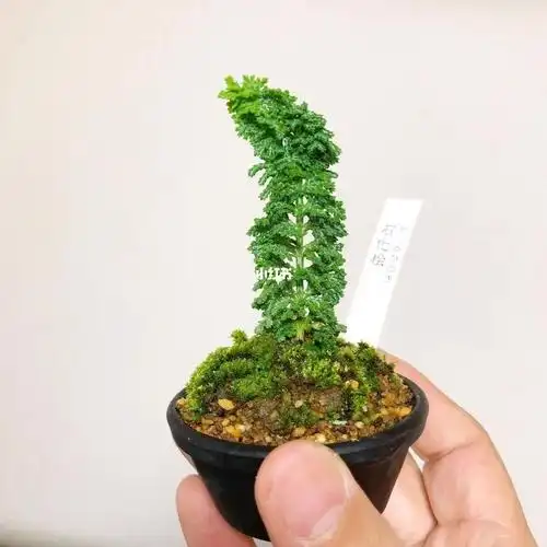 盆栽  #盆栽植物  #室内盆栽  #绿植盆栽  #微型盆景  #石化桧