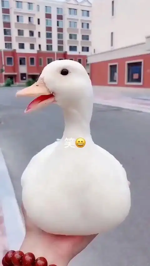 鸭子我觉得我上辈子就是个笑鸭鸭鸭鸭鸭鸭鸭鸭鸭