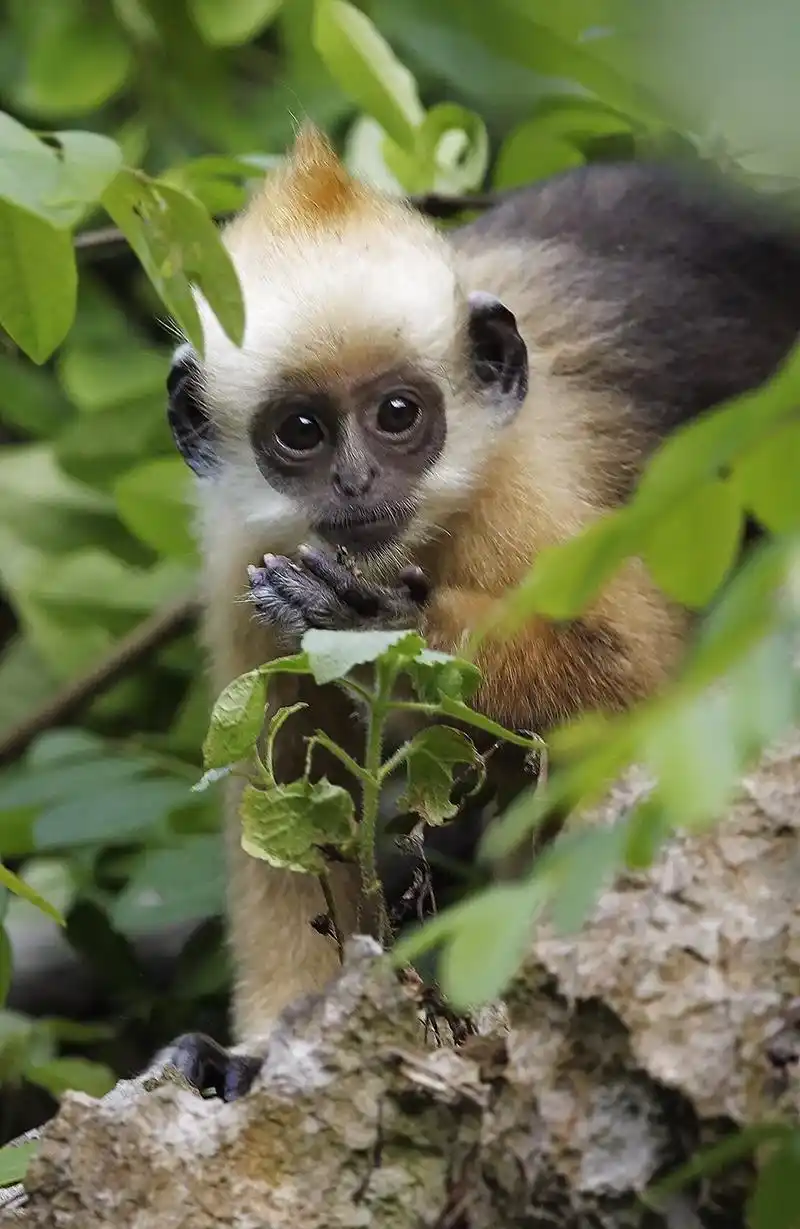 野生动物鸟类摄影活动
