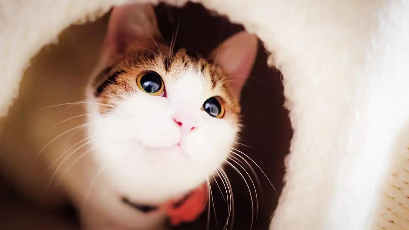 超级可爱的喵星人桌面壁纸,动物壁纸,可爱,喵星人,猫咪,呆萌,壁纸