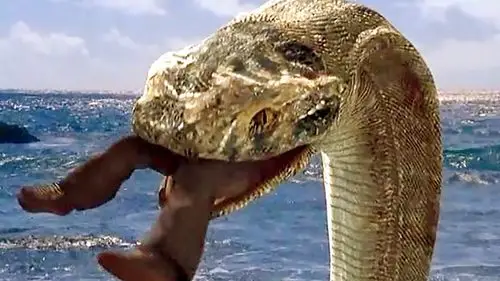 人鱼姑娘剁掉尾巴换上双腿小伙终于如愿以偿魅惑人鱼姬