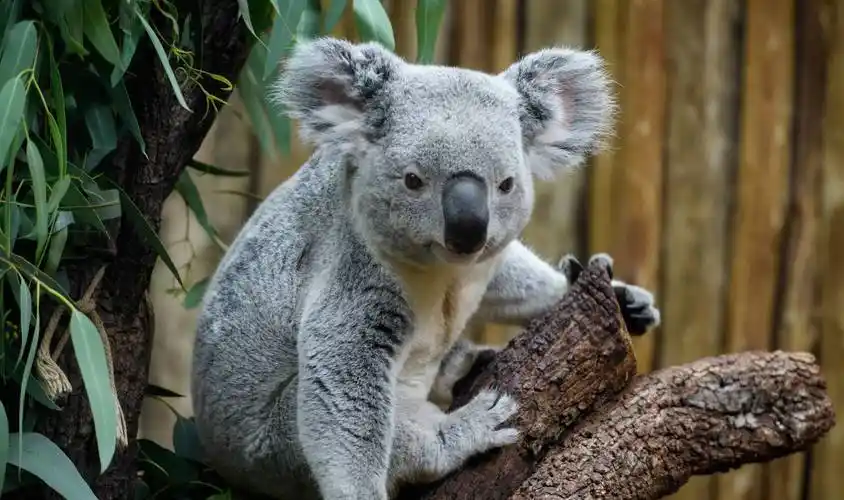 rose为什么喜欢考拉英文 考拉英文-aave行情网