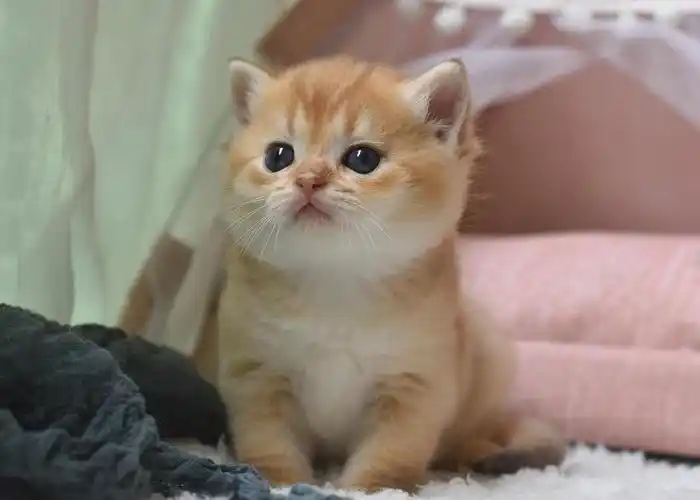 金渐层高地长毛英短猫弟弟妹妹找新家【广州白云】