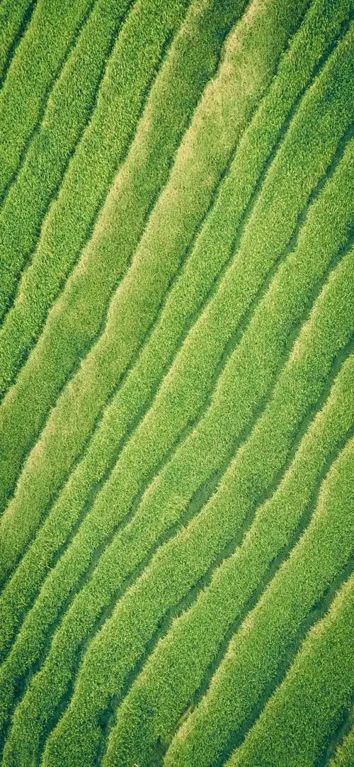 大自然绿色梯田美景手机壁纸