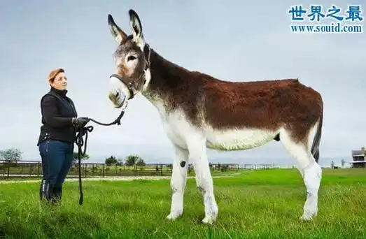 世界上最高最大的驴身高达173米寿命54岁世界之最网