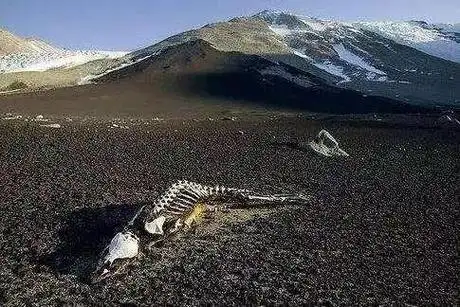 2012年地质队员失踪事件清楚地展示了可可西里无人区吞没生命的恐怖