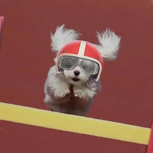 朋友们有和这个墨镜狗勾类似的图片嘛自力更生p了几张