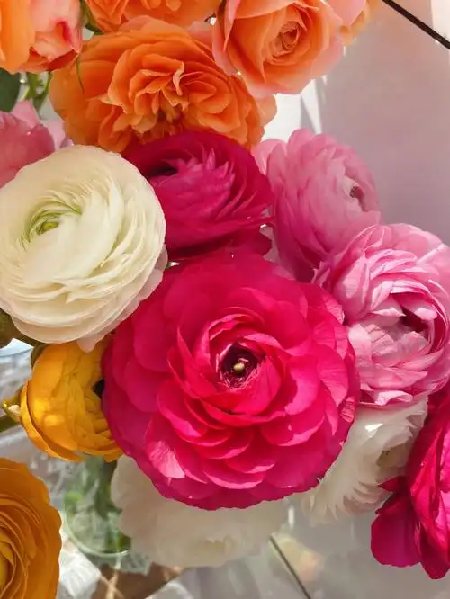 网购鲜花超美红白粉玫红黄色洋牡丹