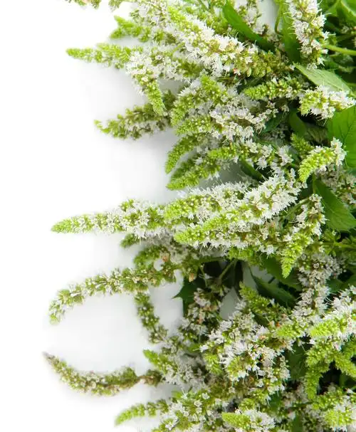 新鲜的薄荷花白色上孤立