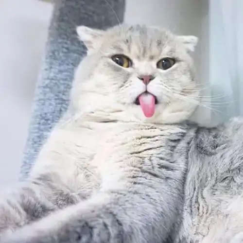 放肆谁家的喵又出来卖萌了