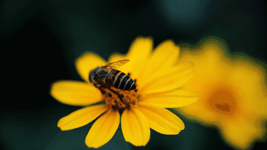 560_315gif 动态图 动图