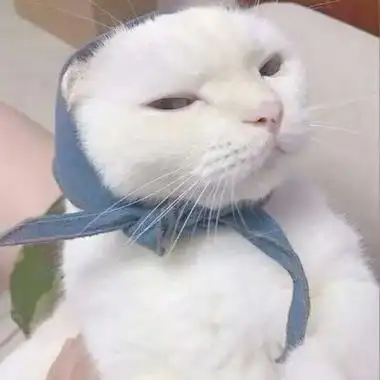 可爱的小猫头像卖萌的白色猫咪太可人了