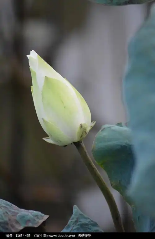 半开的白莲花骨朵儿