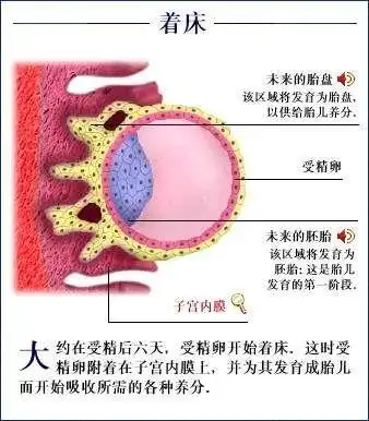 胚胎着床过程图