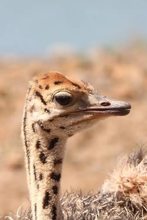 花束,鸟,种不会飞的鸟