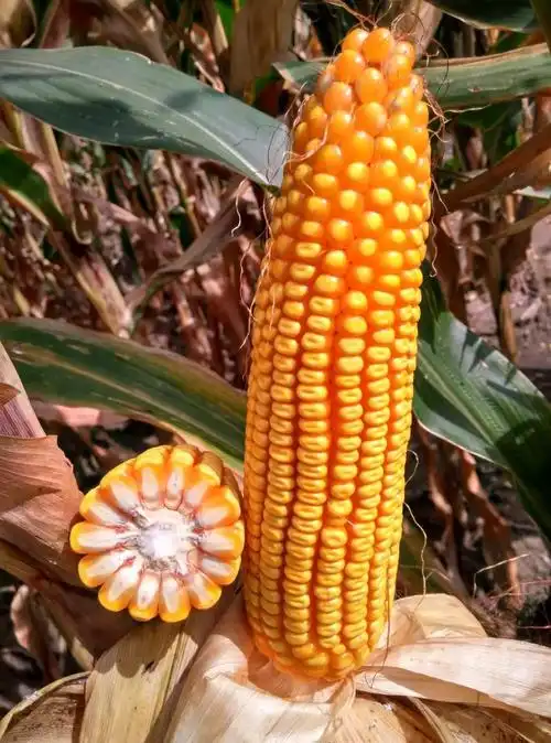 瑞农丰玉早熟品种及鲜食玉米品种展示