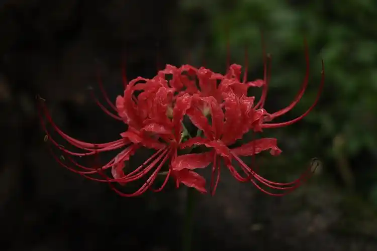 象征意义   生死两隔,永不相见 界  植物界 科  石蒜科 别名  彼岸花