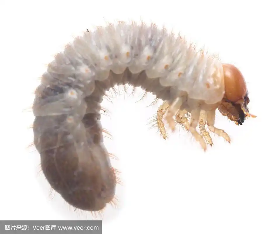 金龟子科甲虫幼虫孤立在白色背景上