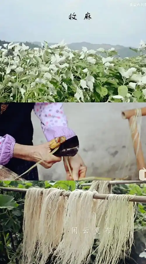 苎麻的苎,你会念吗?