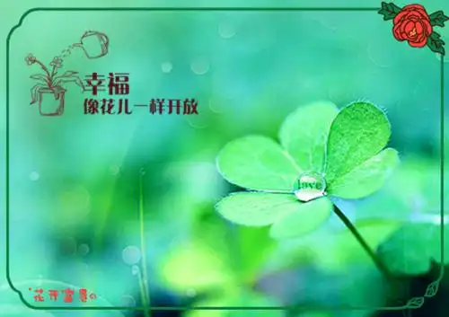 幸福四叶草图片_找寻幸福的爱情