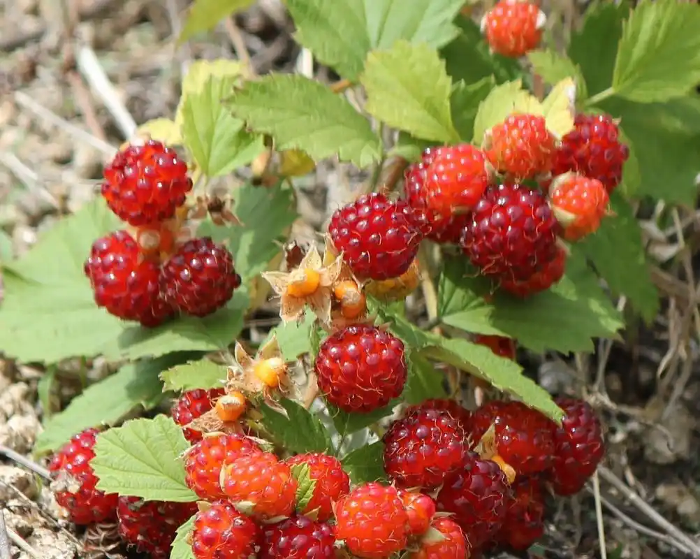 人小胆大走天下