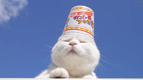 猫猫咪可爱卖萌摇头晃脑gif动图_动态图_表情包下载_soogif