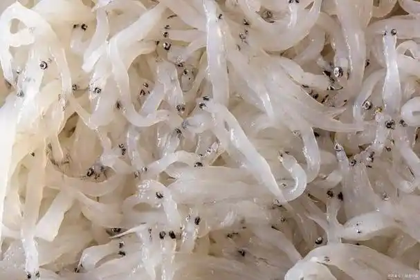 银鱼因嫩白如玉,形似短剑,故又名白剑鱼,是沿海地区一种常见的食用鱼.