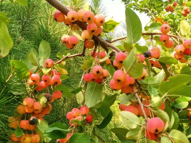 花果皆美的西府海棠