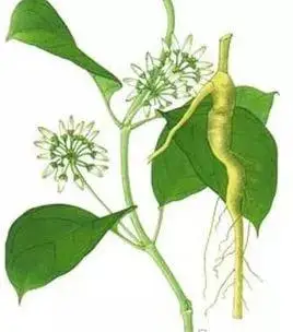 【中草药课堂】大白药的功效与作用:止血接骨