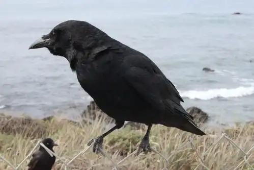 野生动物, 黑鸟, 乌鸦, 野生, 嘴, 羽毛, 户外, 草