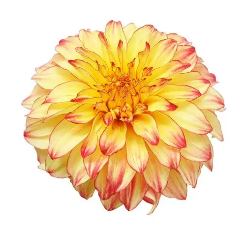花,黄色,红色,彩色,大丽花,隔绝,白色背景,象征,优雅