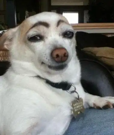 萌宠和动物搞怪有趣的瞬间 太有意思了