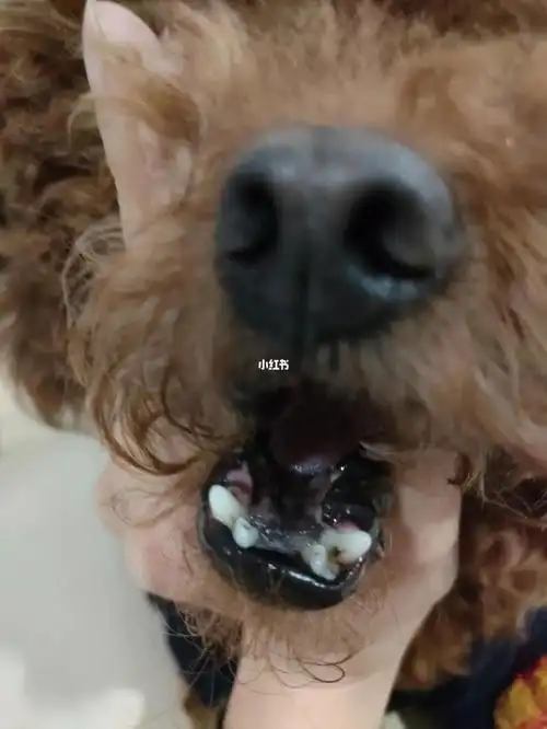 帮看看我家泰迪的牙齿