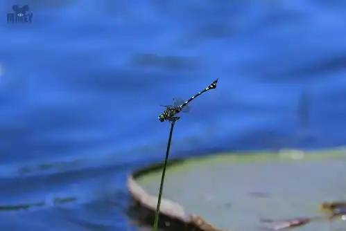 夏日 蜻蜓点水