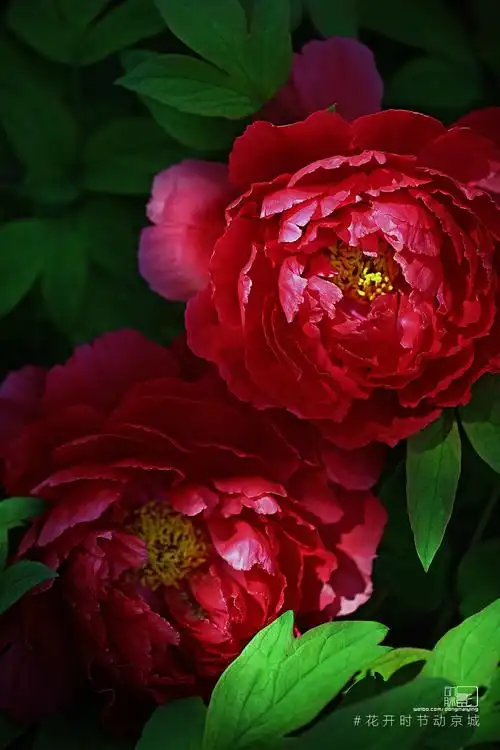 唯有牡丹真国色 - 堆糖,美图壁纸兴趣社区