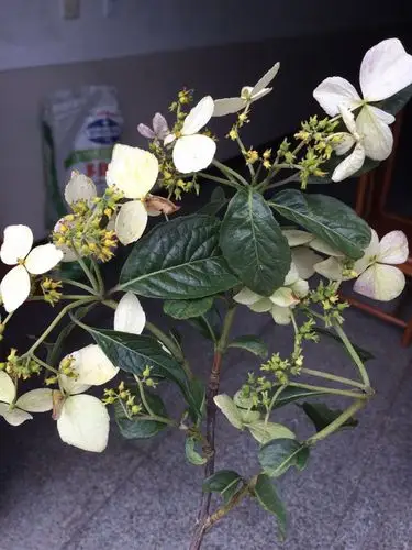 闽邑布衣  浏览   次